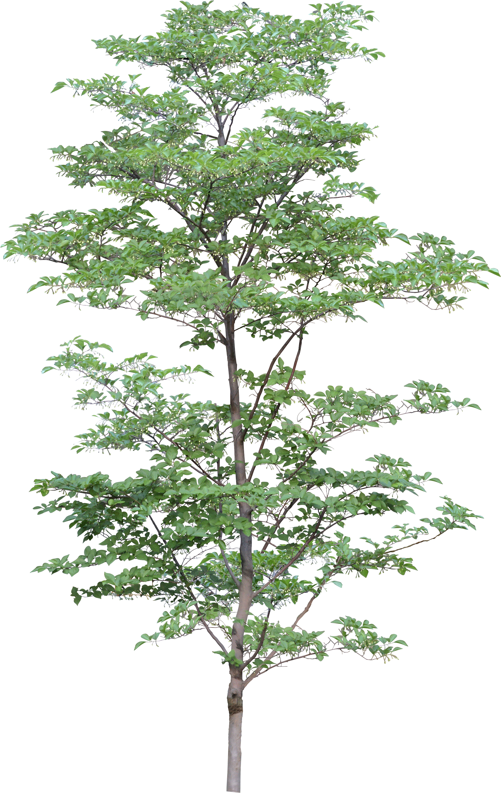 2D дерево PNG Clipart