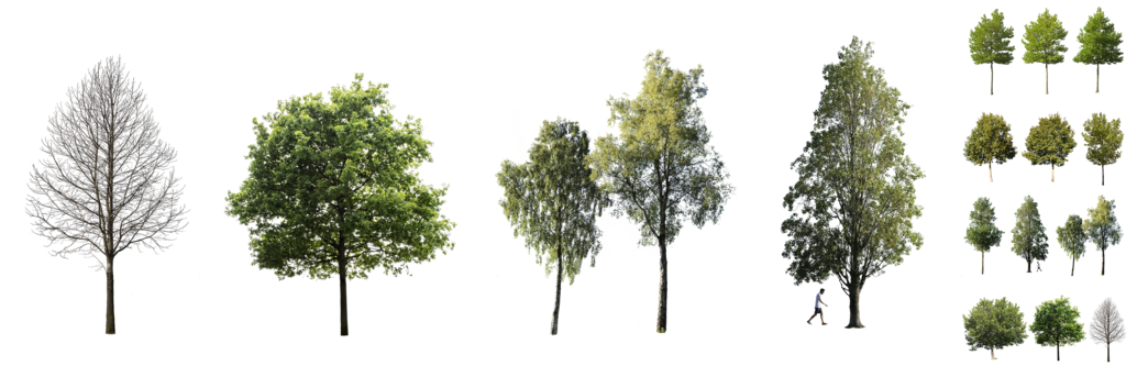 2D Tree PNG Isolated HD