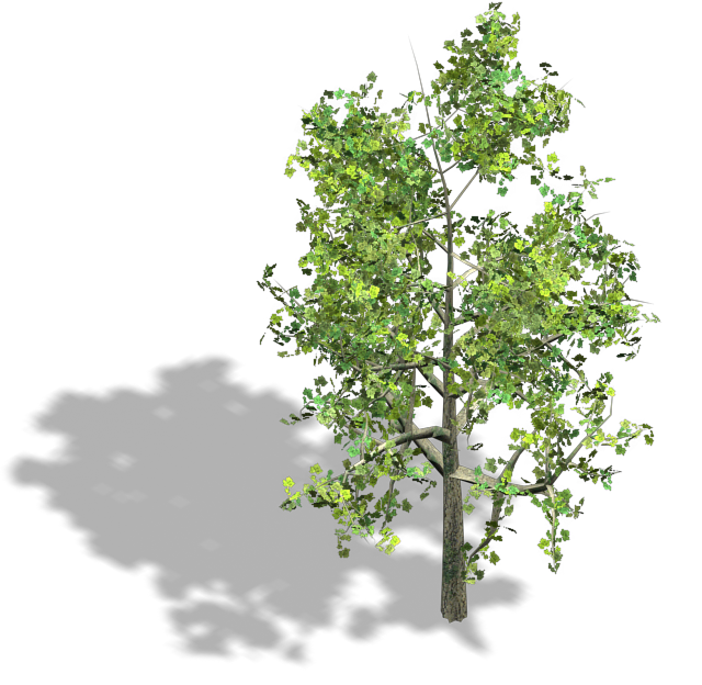 2D-Baum-PNG-isoliertes Bild