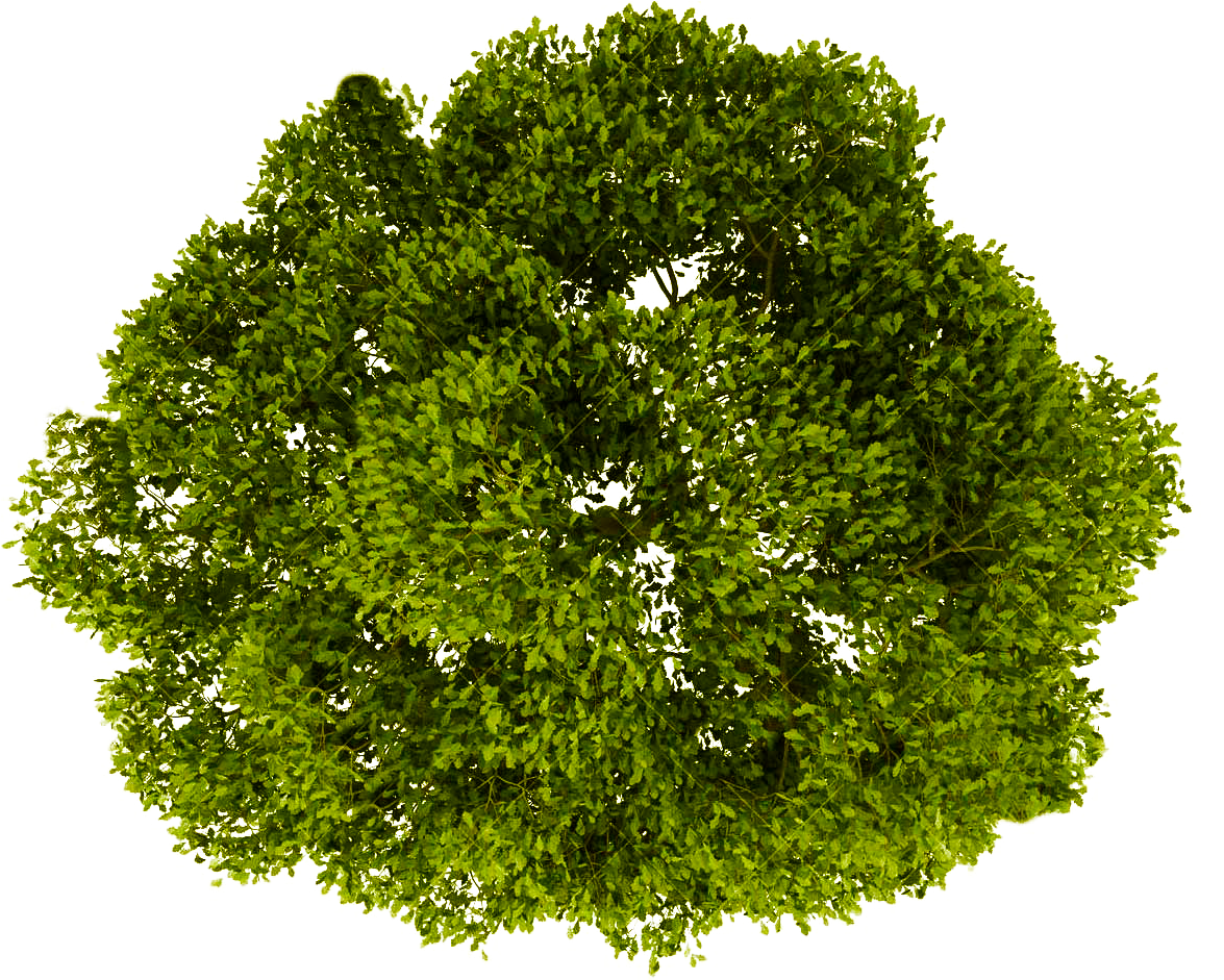 2D شجرة PNG الموافقة المسبقة عن علم