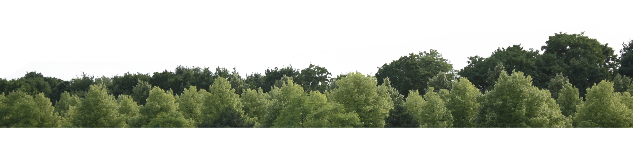 2D Tree PNG