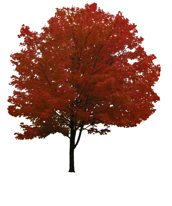 شجرة 2D شفافة PNG