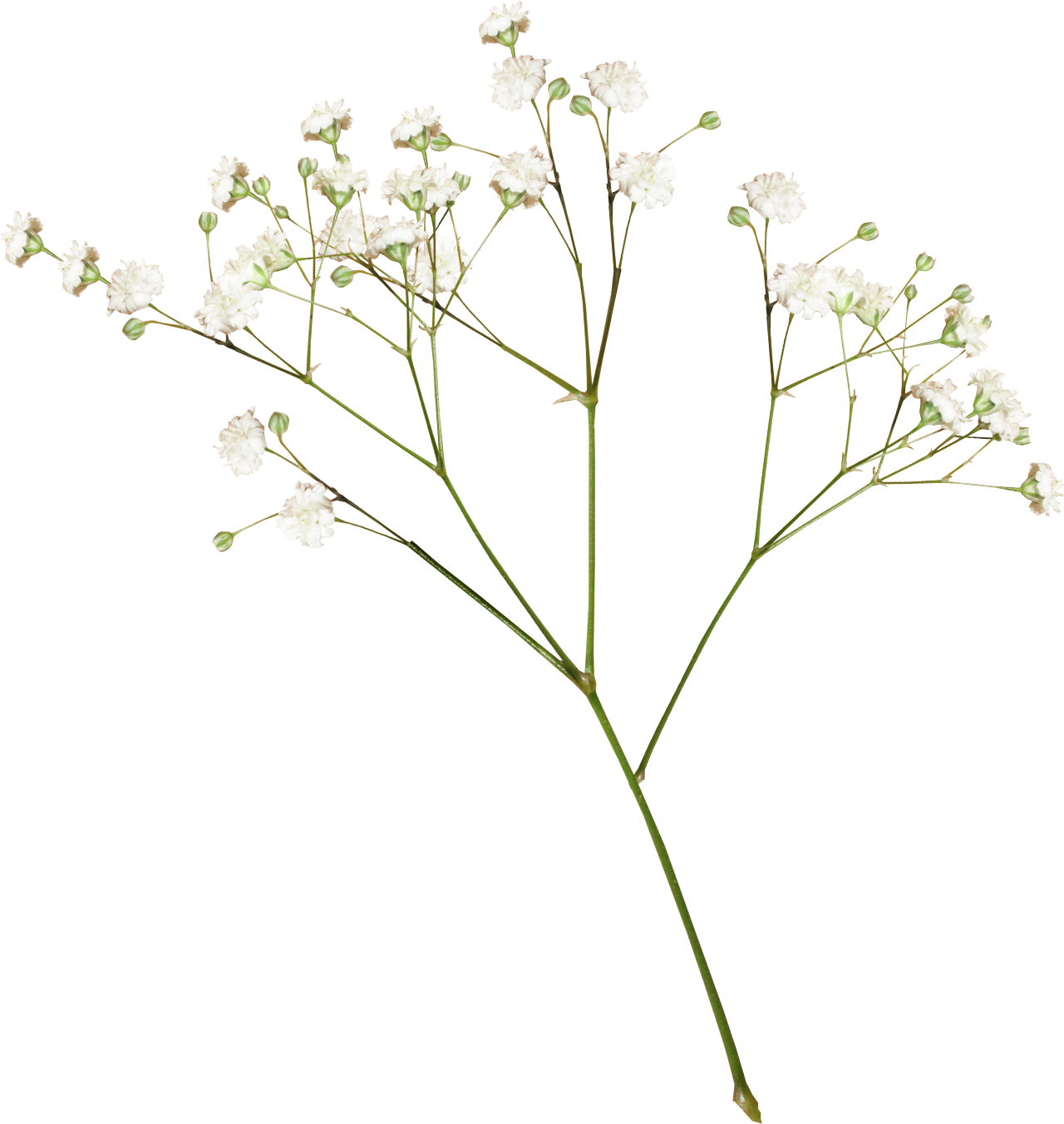 ดอกไม้ความงามดาวน์โหลด PNG Image