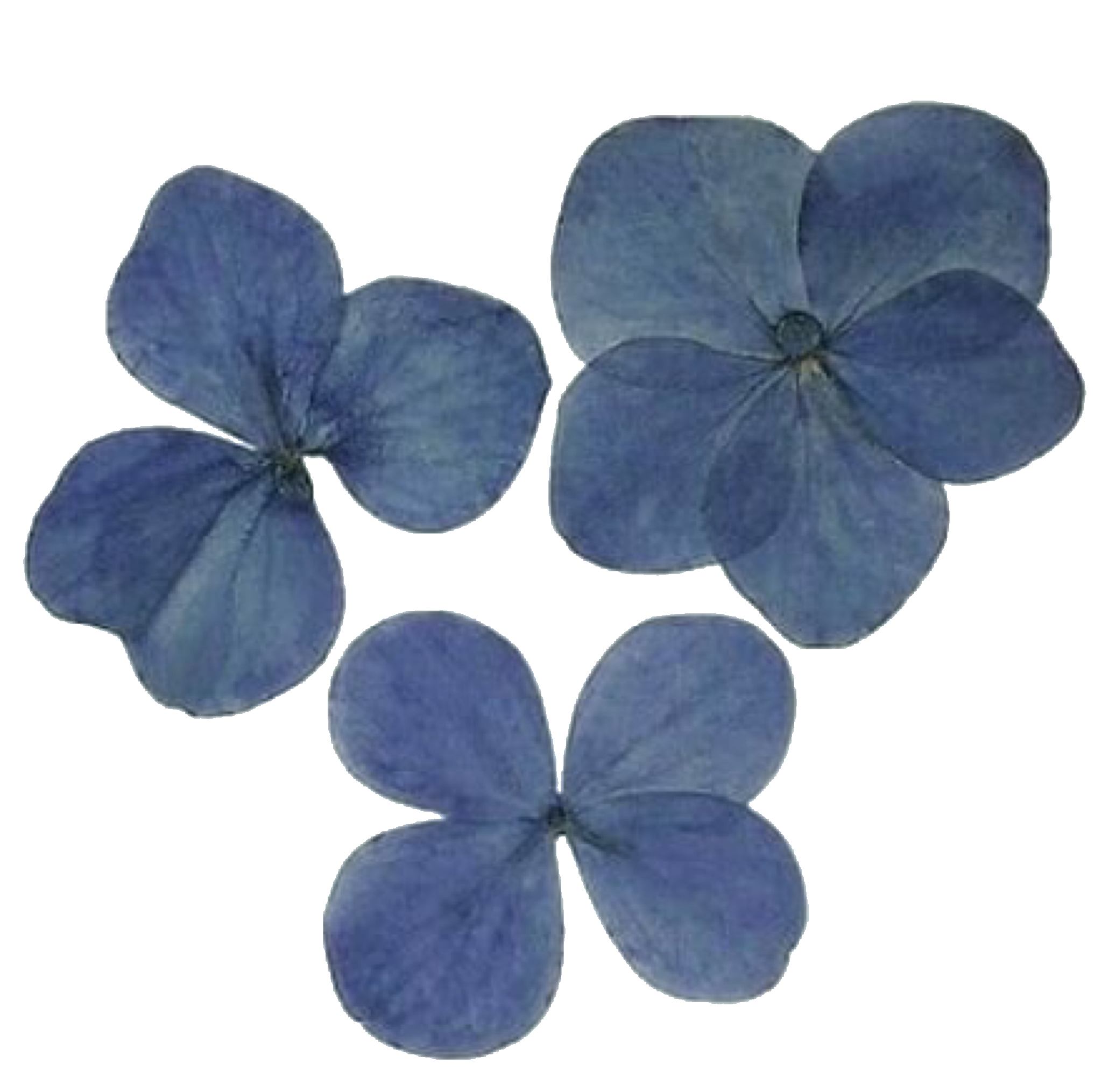 Ästhetische Blumen PNG Clipart