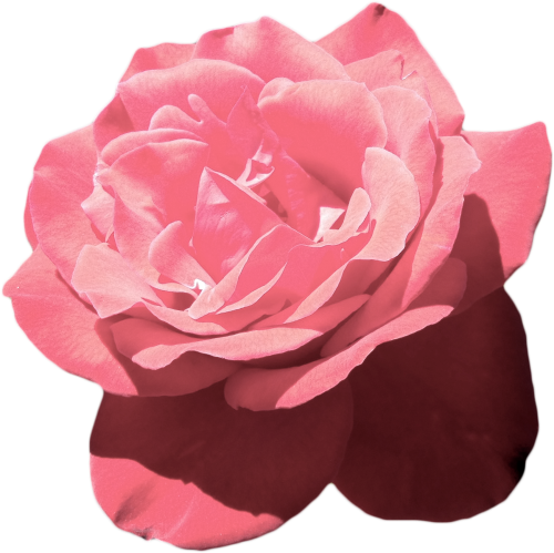 Aesthetic Flowers PNG Isolated File