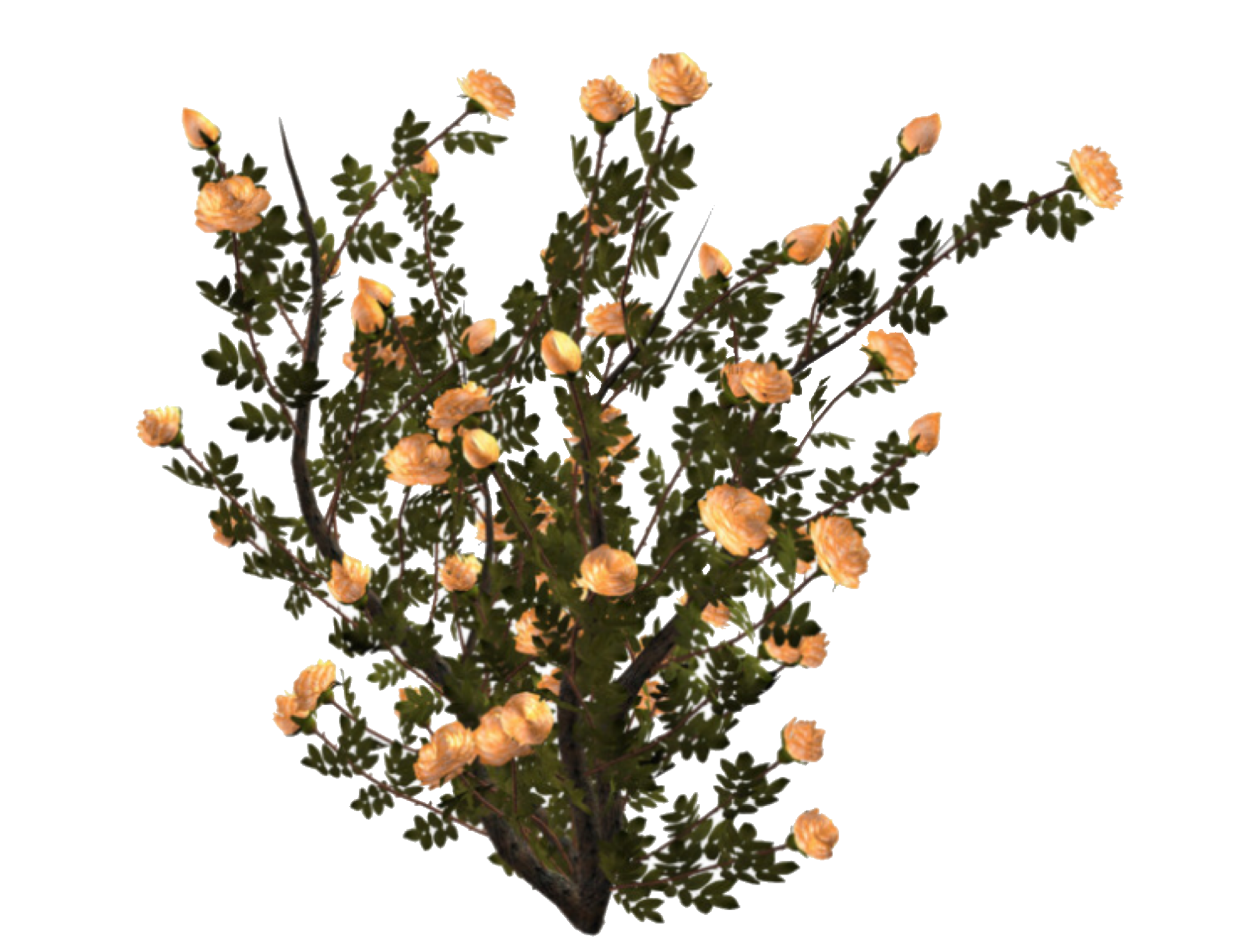 Esthetische bloemen PNG-afbeelding