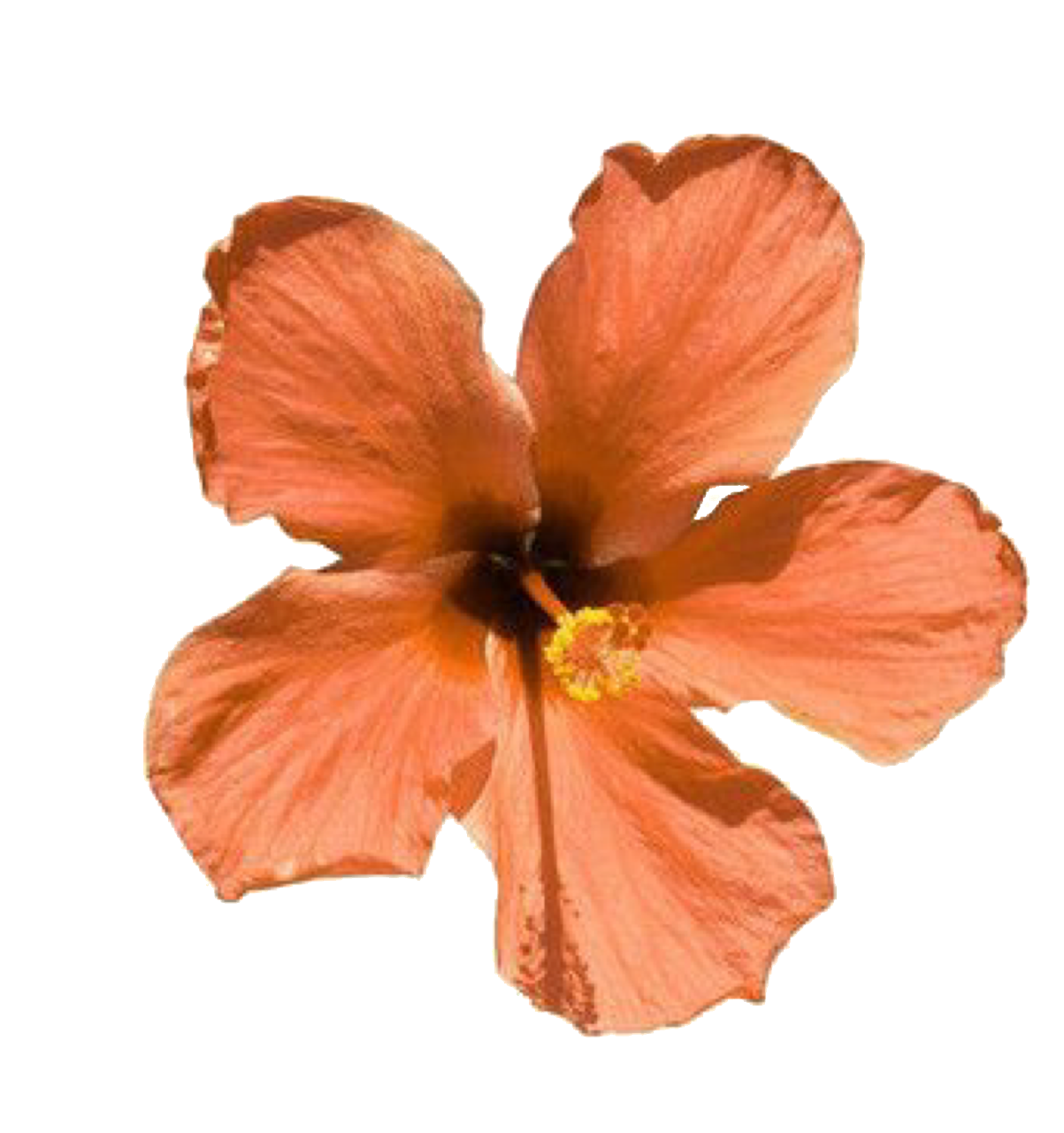 Flores estéticas PNG transparente