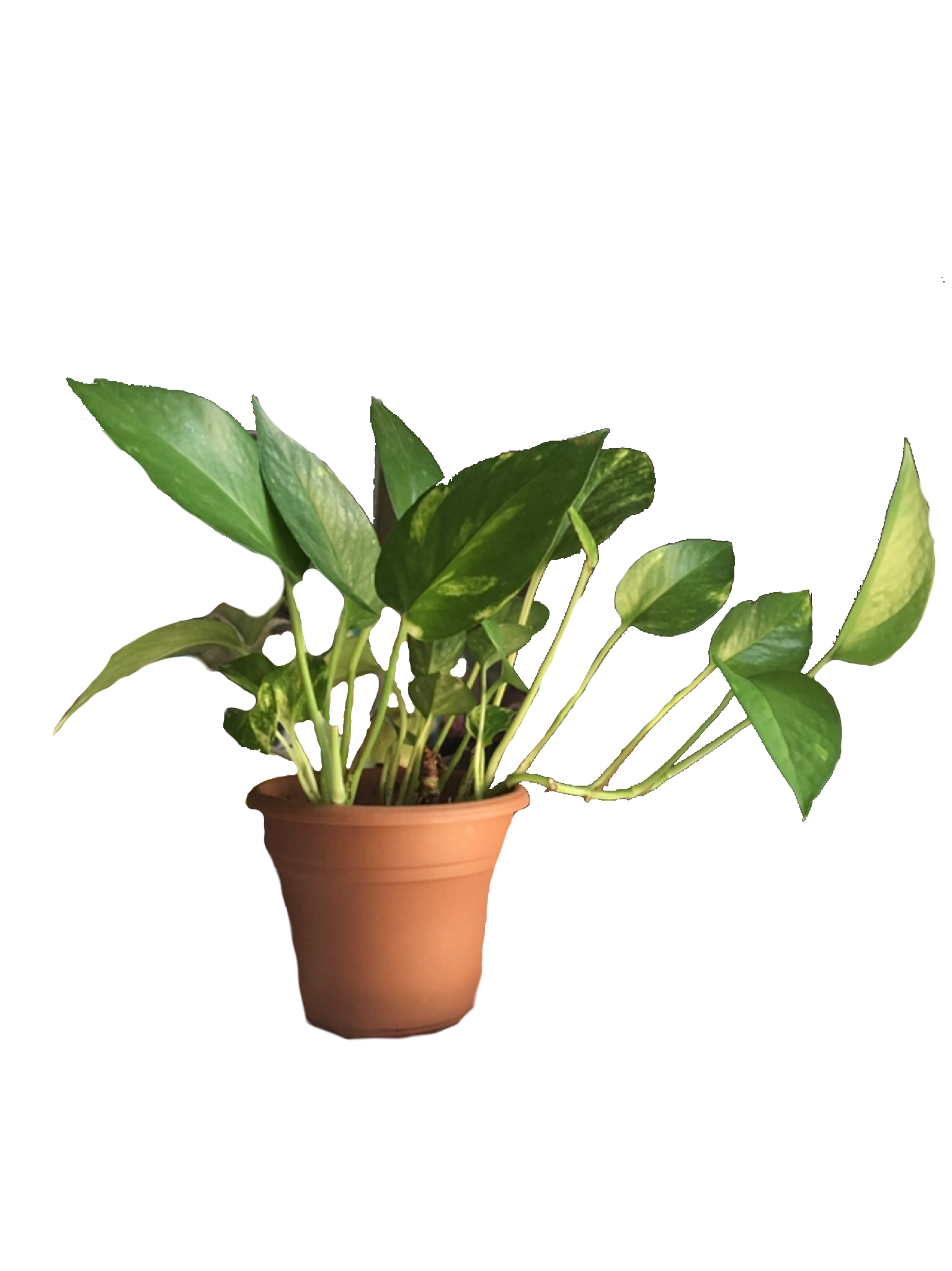 Aesthetic Plant PNG Free Download