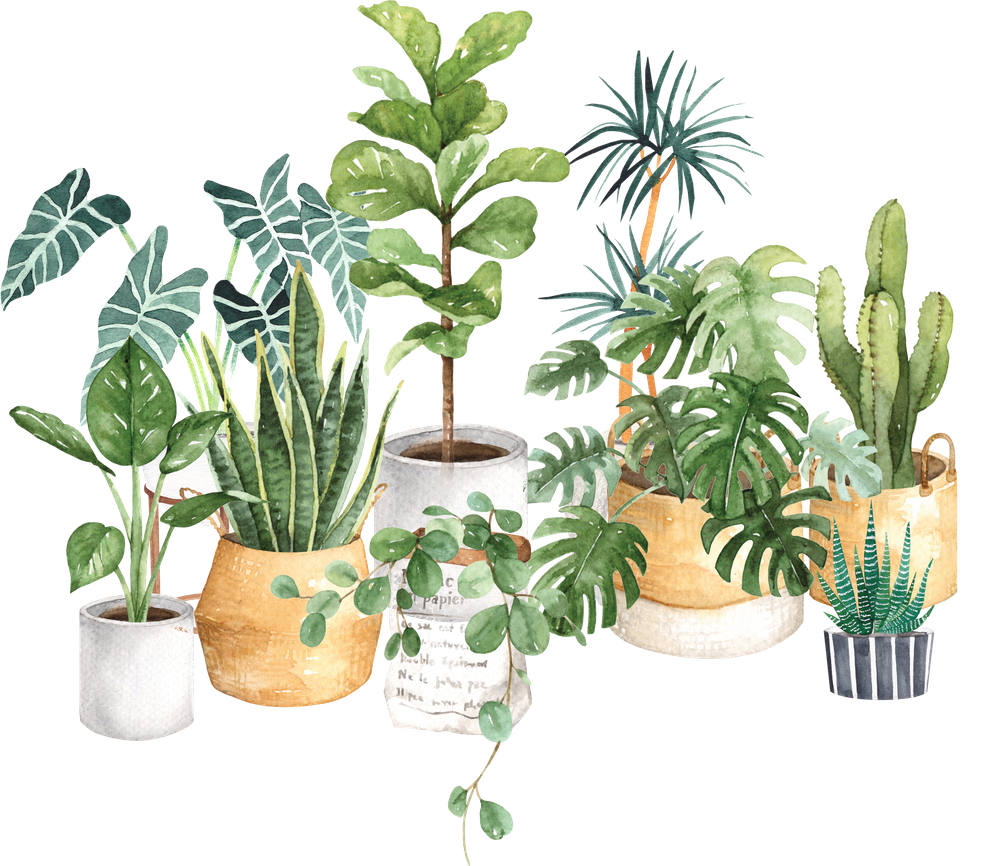 Aesthetic Plant PNG HD