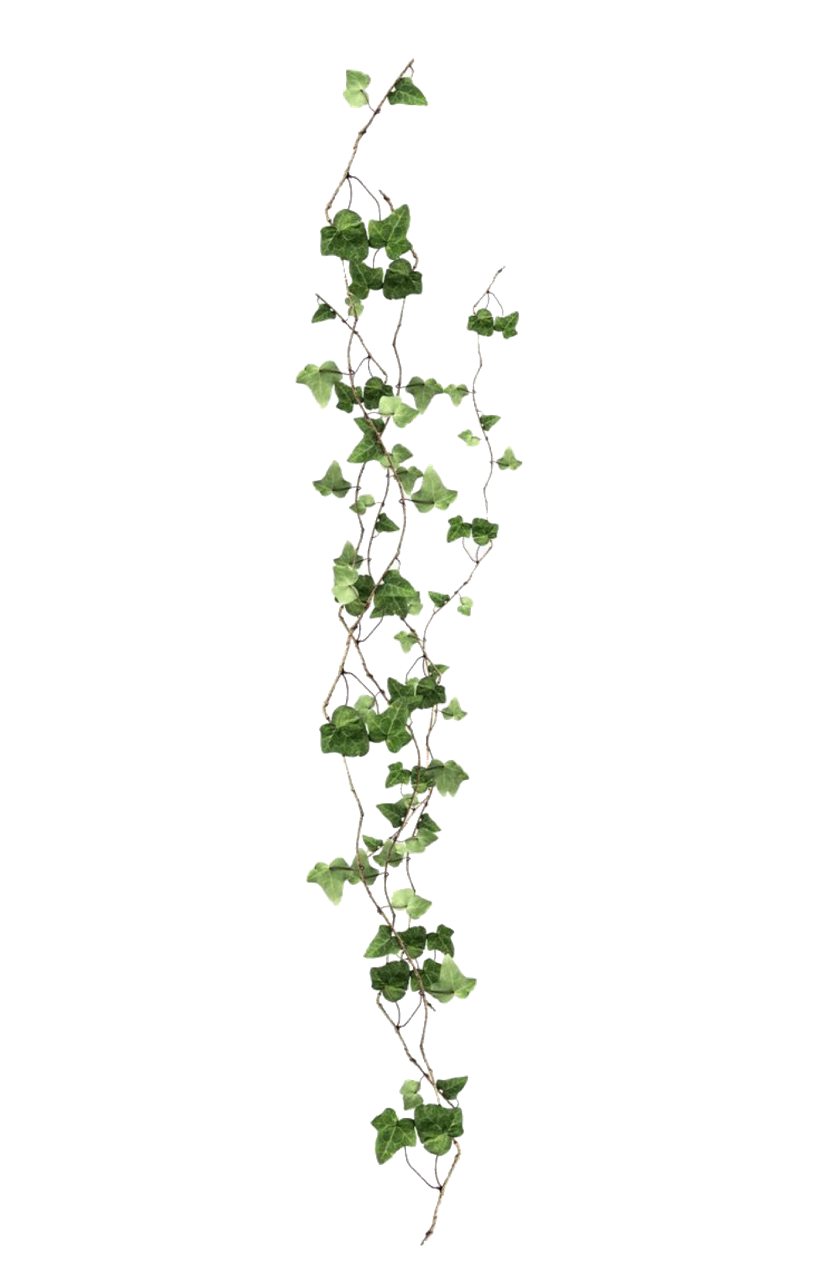 Aesthetic Plant PNG Isolated File