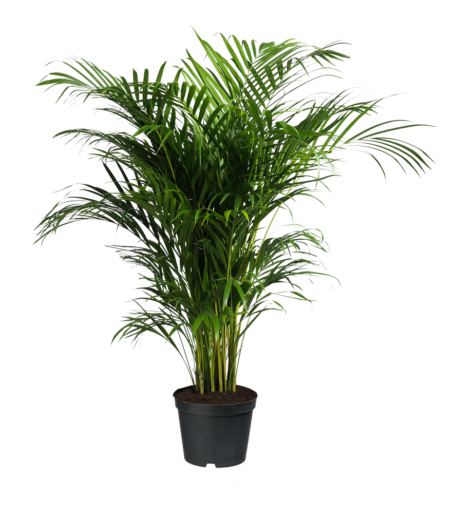 Esthetische plant Transparant PNG