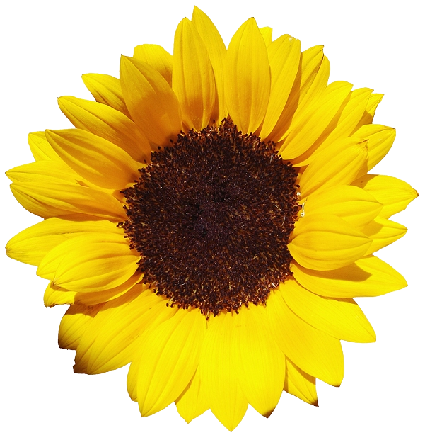 Latar belakang bunga matahari estetika terisolasi PNG
