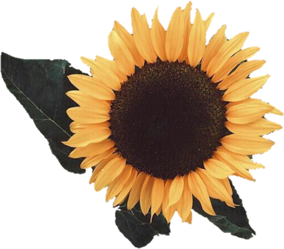 Bunga matahari estetika PNG latar belakang gambar terisolasi