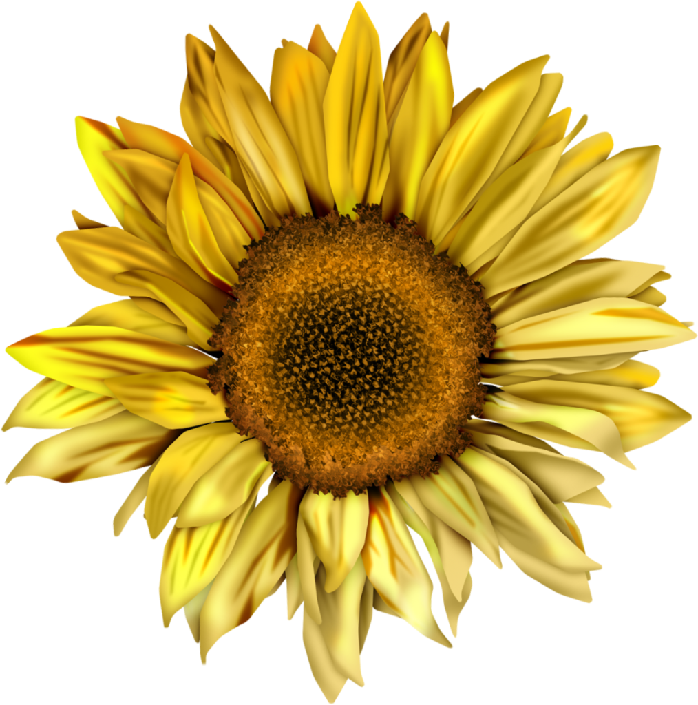 Aesthetic Sunflower PNG File