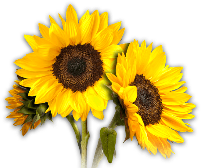 Estetika Sunflower PNG Unduh Gratis
