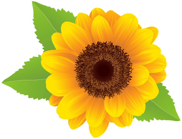 File Estetika Sunflower PNG terisolasi