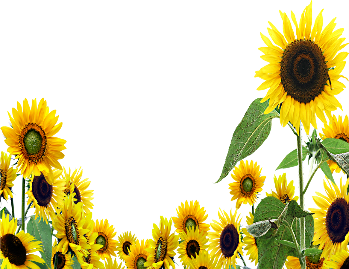 Sunflower estético PNG isolado download gratuito