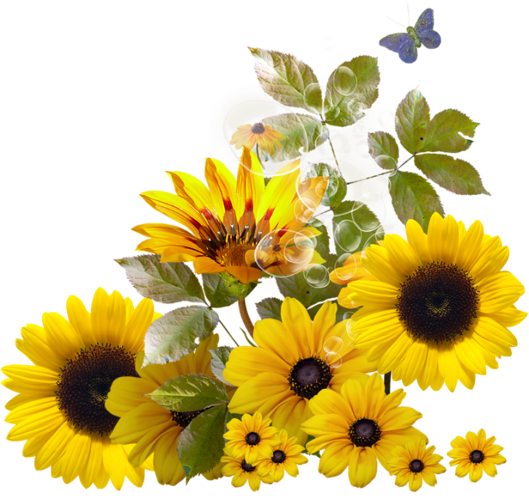 Gambar Sunflower estetika PNG terisolasi gambar HD
