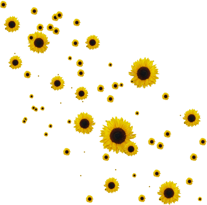 Estetika bunga matahari PNG terisolasi hd