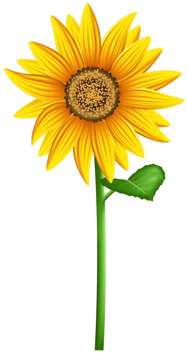 Aesthetic Sunflower PNG Isolated Image