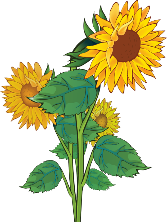 Aesthetic Sunflower PNG Isolated Photo