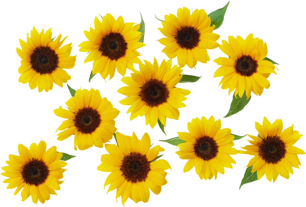 Aesthetic Sunflower PNG Isolated Photos