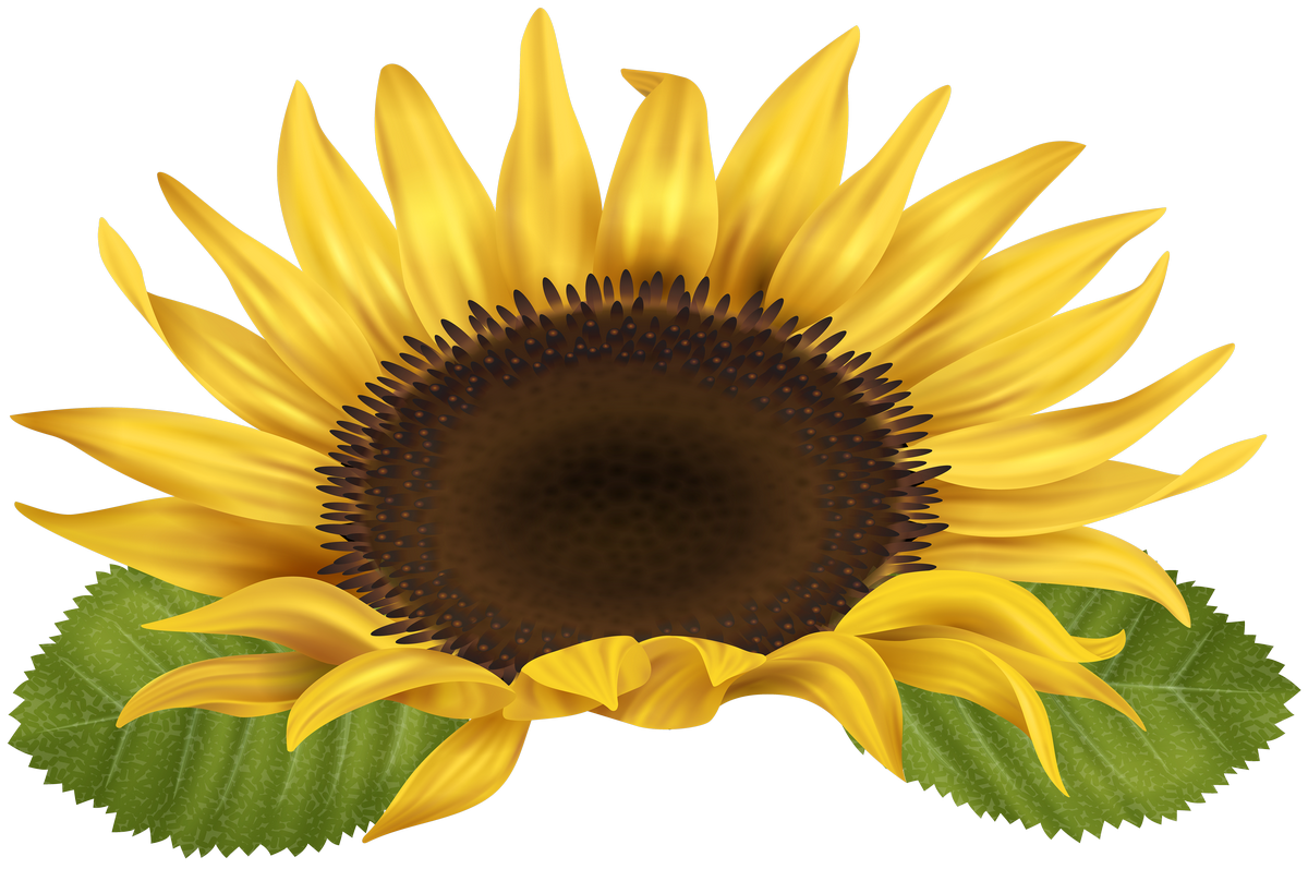 Aesthetic Sunflower PNG Isolated Pic