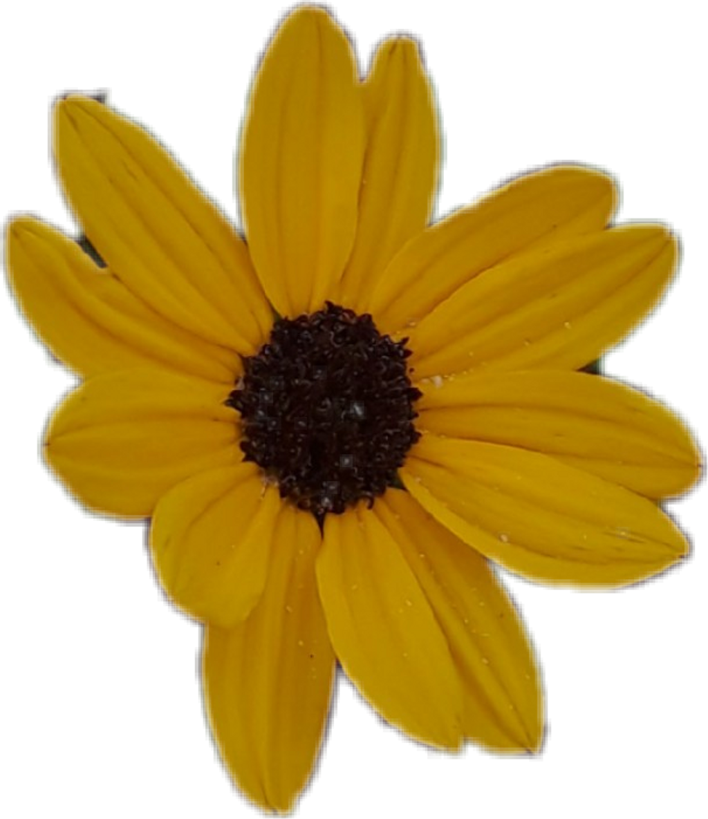 Aesthetic Sunflower PNG Photo