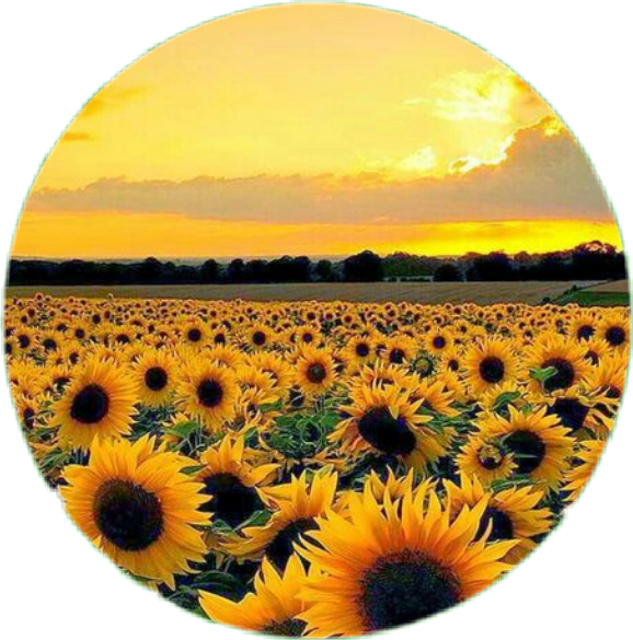Aesthetic Sunflower PNG Pic