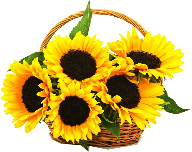 Aesthetic Sunflower PNG Picture