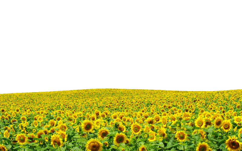 Aesthetic Sunflower PNG Transparent Picture
