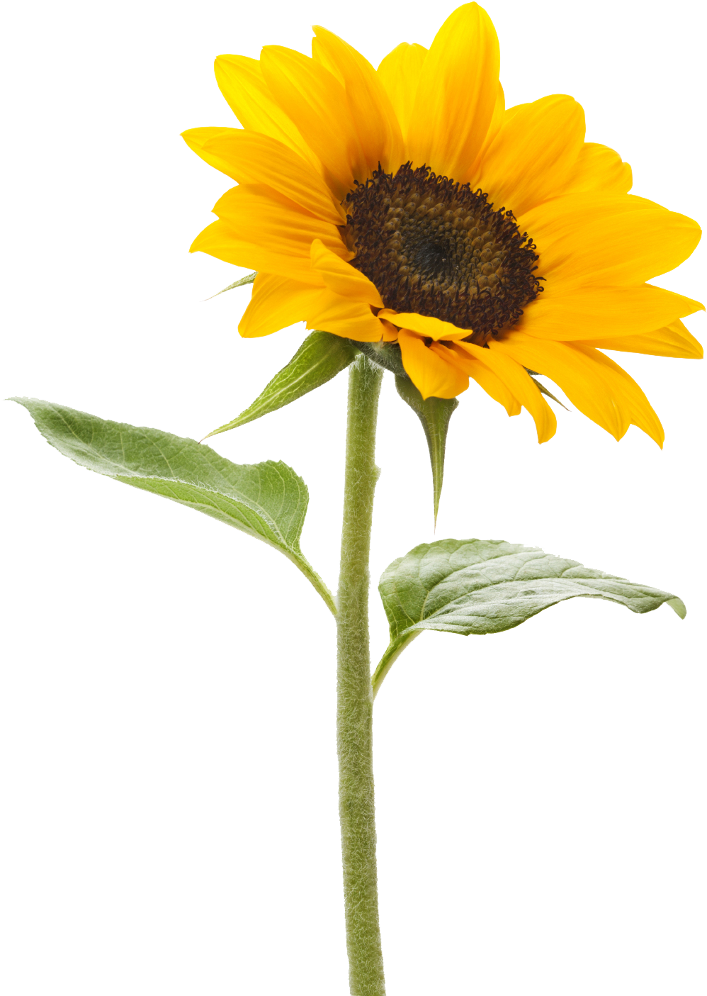 Aesthetic Sunflower PNG Transparent