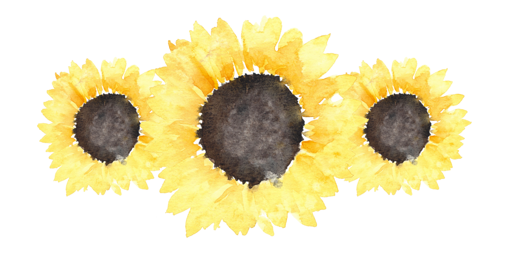 Aesthetic Sunflower PNG