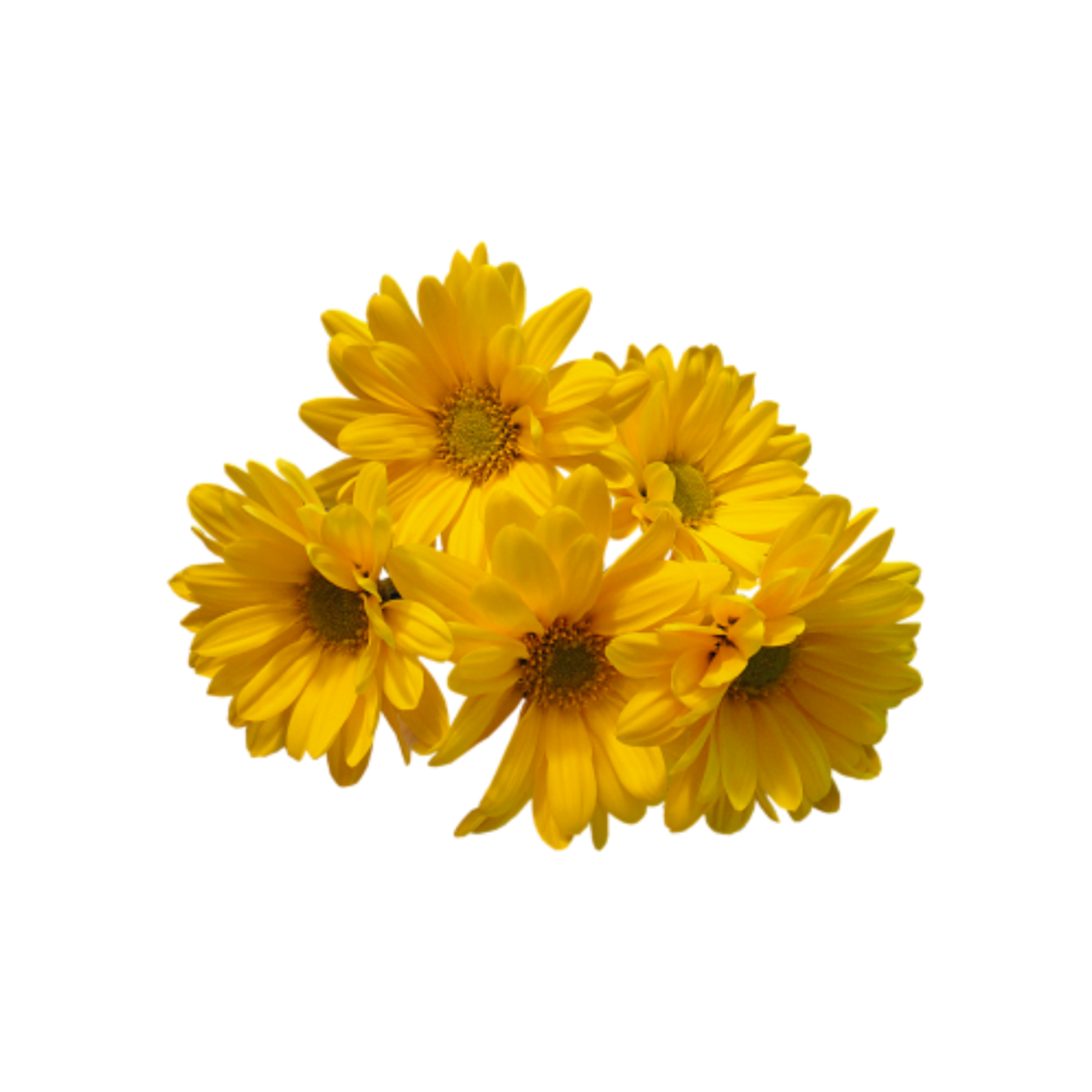 Aesthetic Sunflower Transparent Images PNG