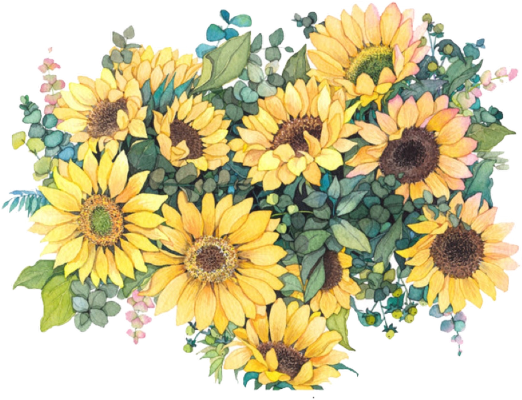 Aesthetic Sunflower Vector PNG