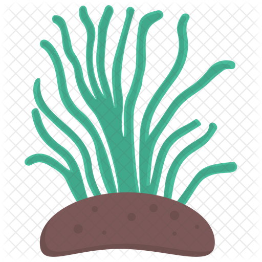 Algae PNG HD Isolated