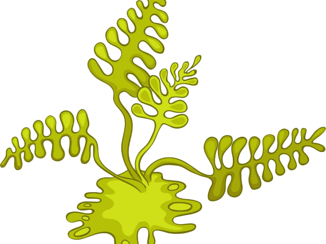 Algae PNG изолированные фото