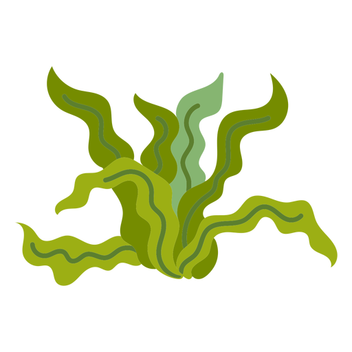 Alghe PNG isolato foto
