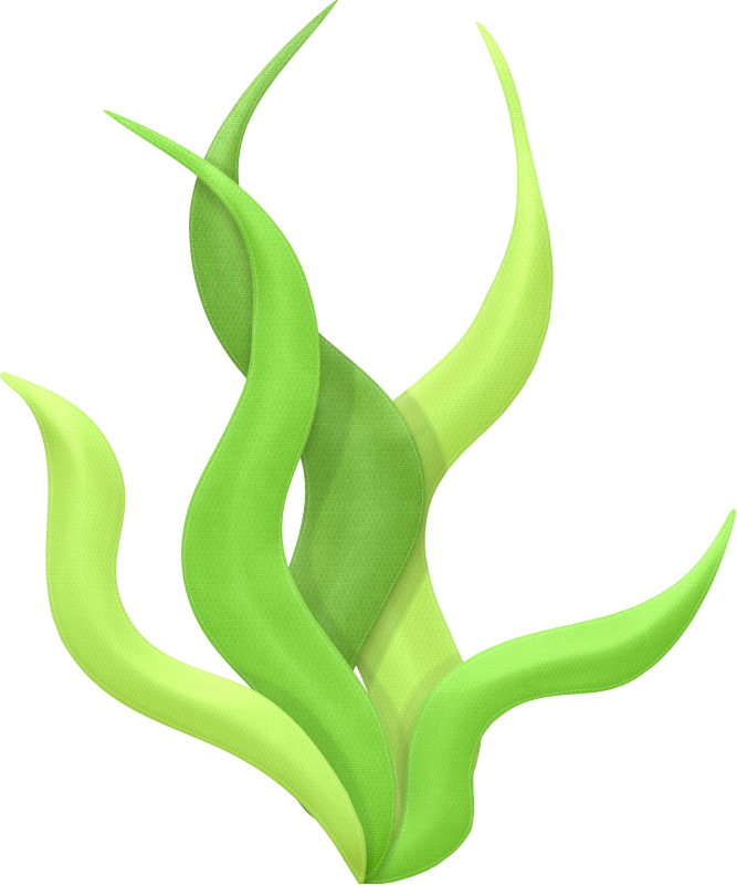 Algae PNG Isolated Pic