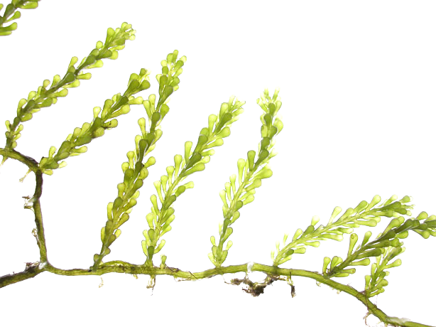 Algae PNG Transparent