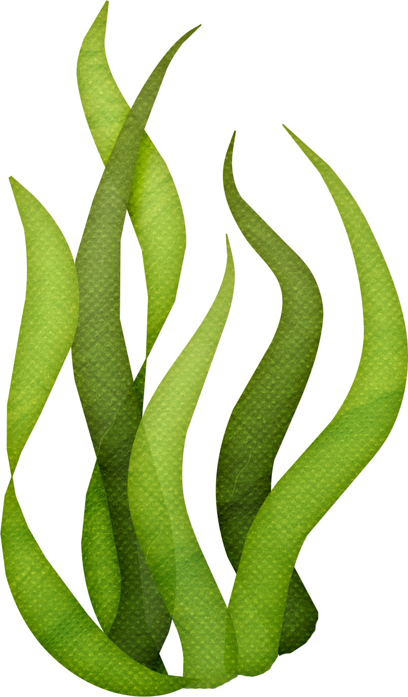 Algae PNG