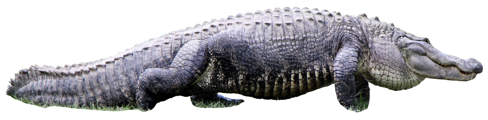 Alligator PNG-Datei
