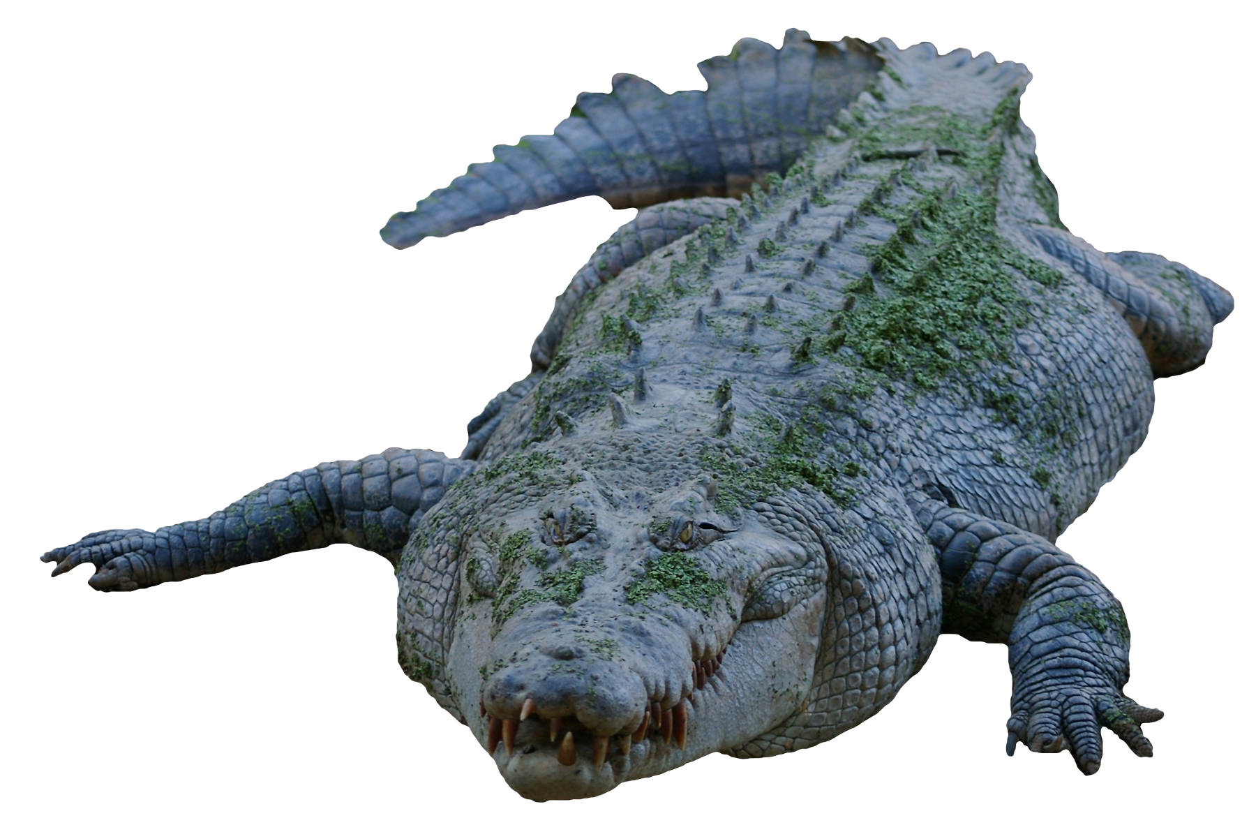 Alligator PNG Free Download