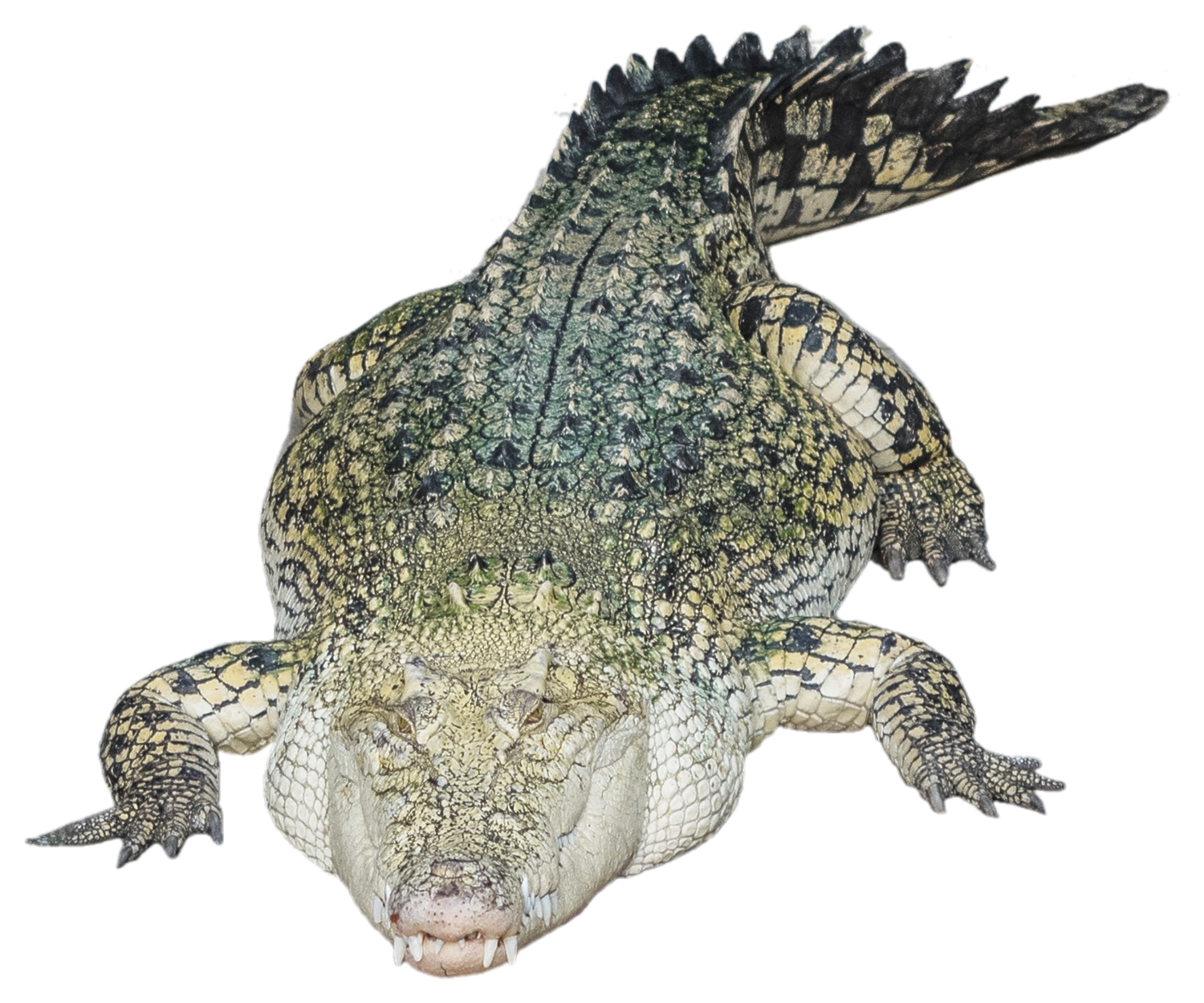 Alligator PNG HD isoliert