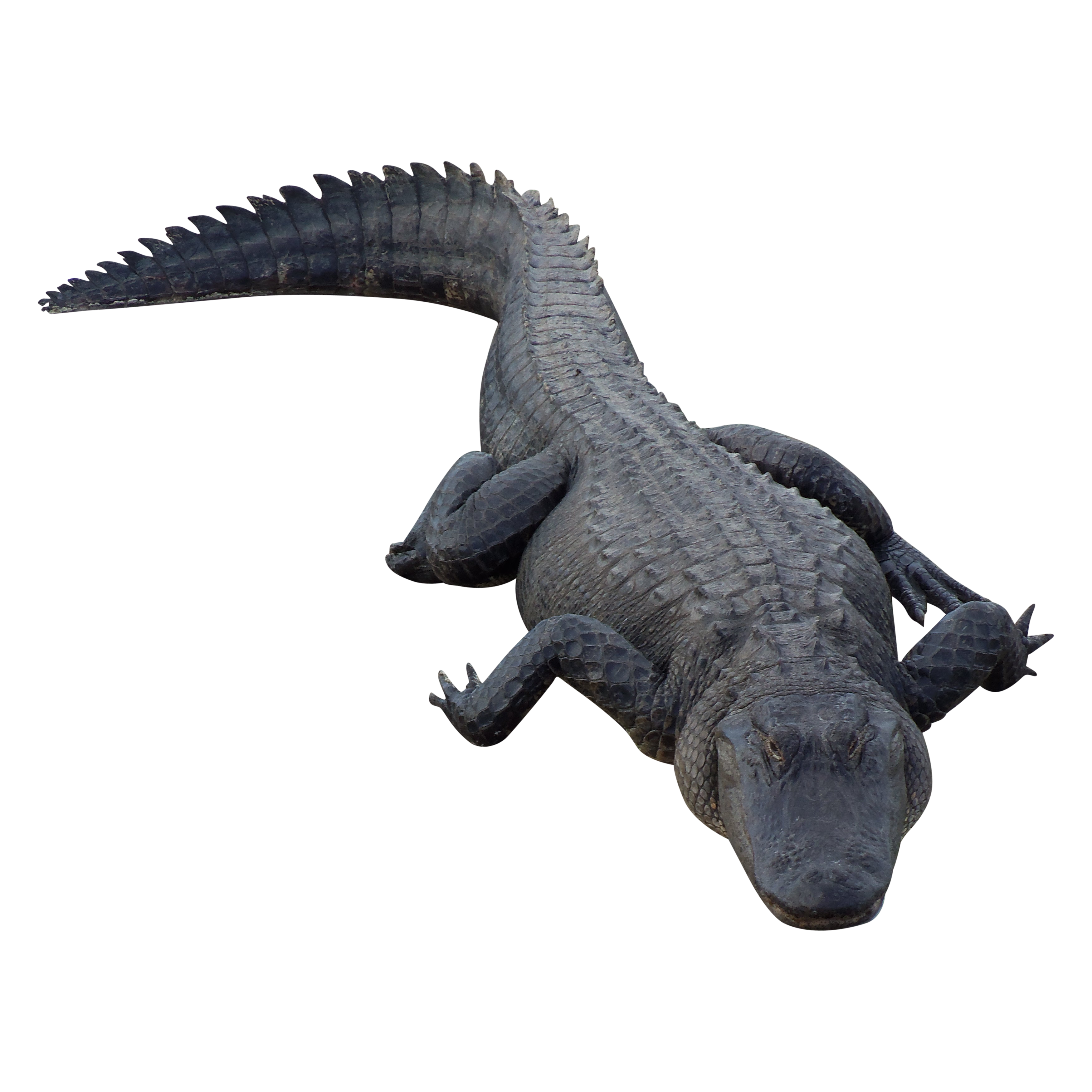 Alligator PNG isoliert HD