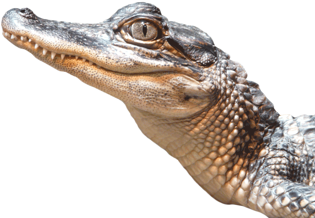 Foto isolata PNG Alligator