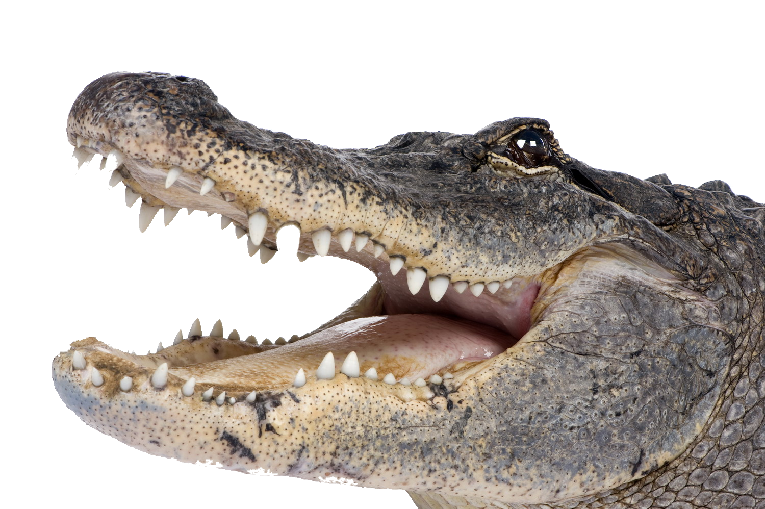 Alligator PNG Isolated Pic