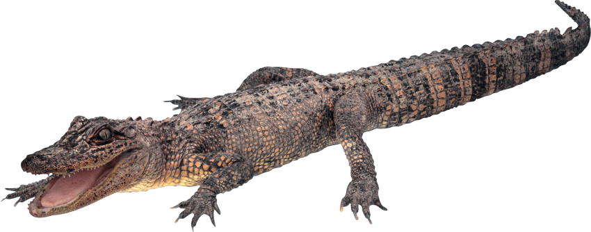 Image PNG alligator