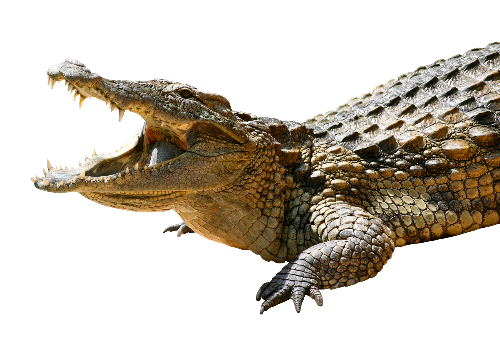 Alligatore PNG Trasparente