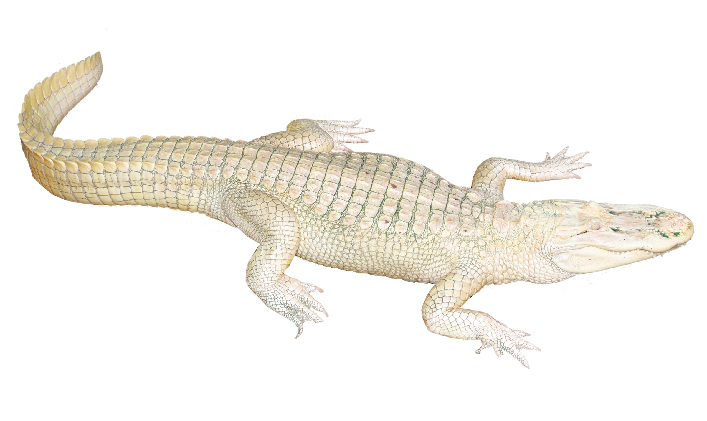 التمساح شفاف بابوا نيو غينيا